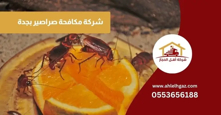 شركة مكافحة صراصير بجدة